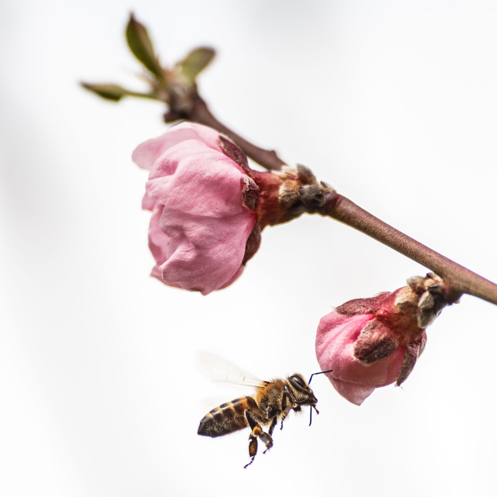 Canon EOS 70D sample photo. Flower, nature, plant photography