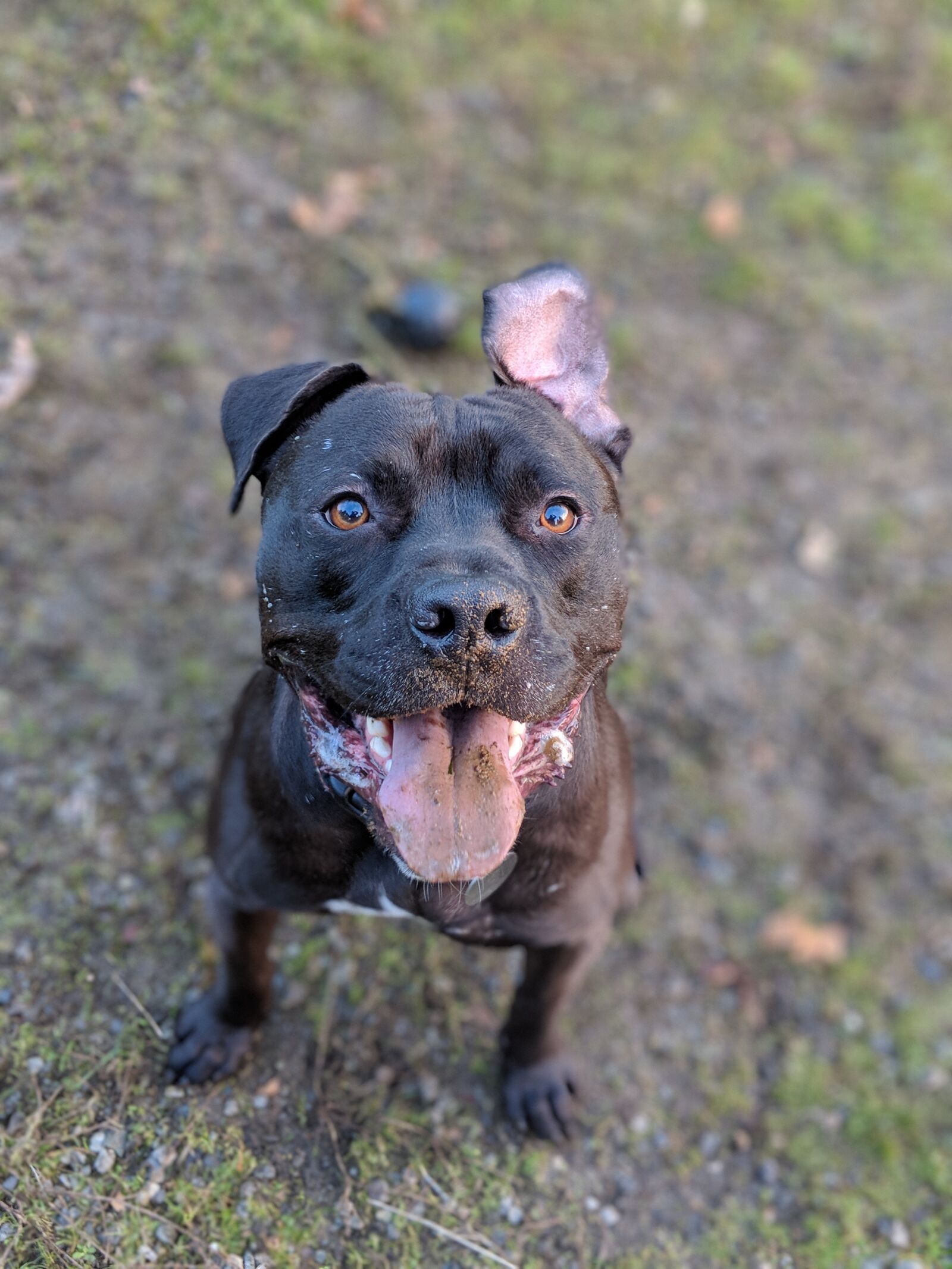 Google Pixel 2 sample photo. Mammal, dog, animal photography