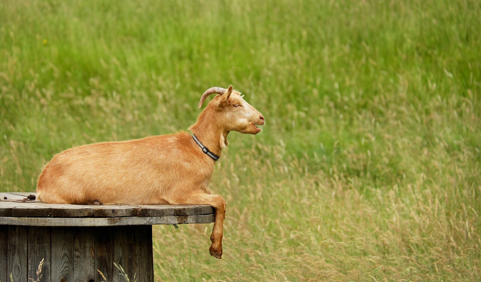 Fujifilm X-T10 + Fujifilm XC 50-230mm F4.5-6.7 OIS sample photo. Goat, animal, creature photography