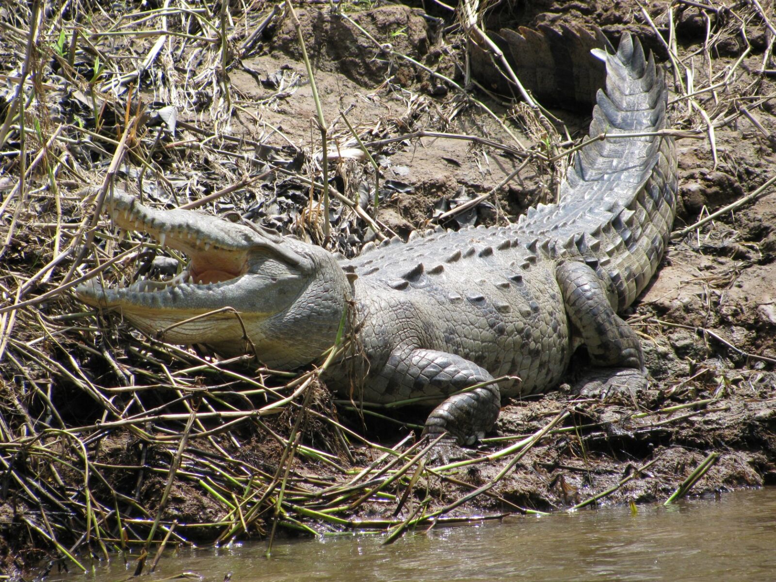 Canon PowerShot SX110 IS sample photo. "Costa, rica, crocodile" photography
