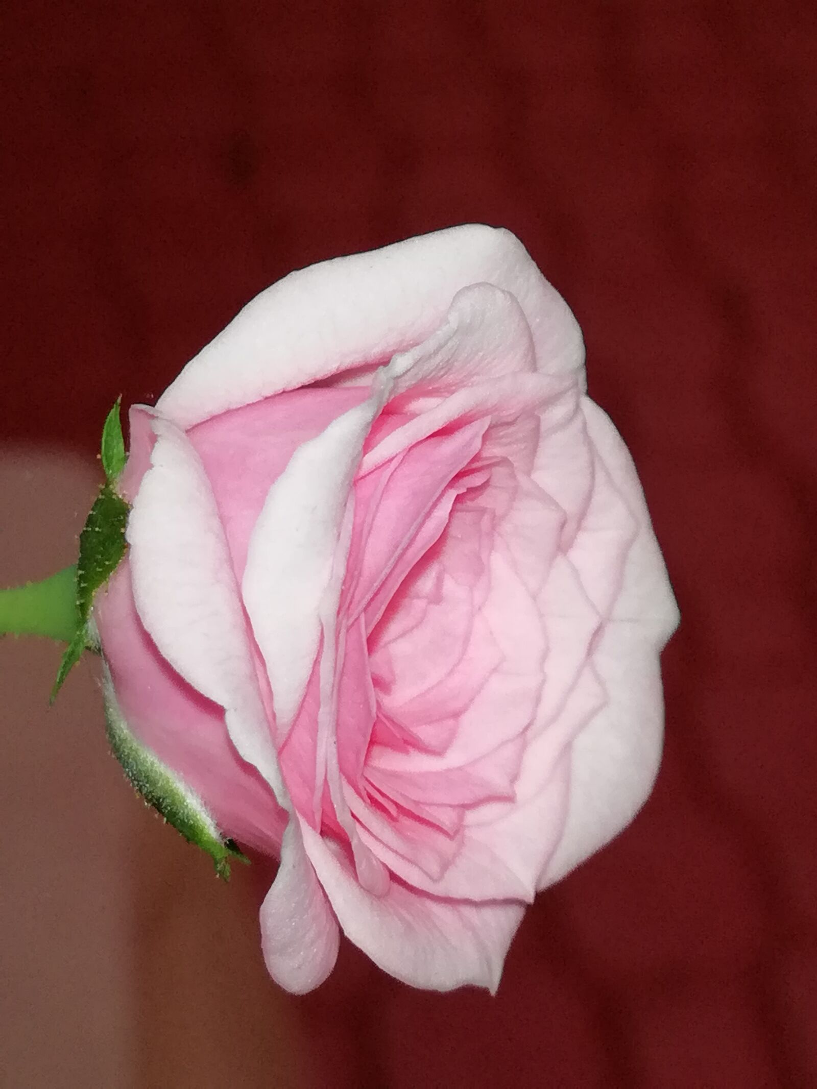 HUAWEI nova 2i sample photo. Pink, petals, rose photography