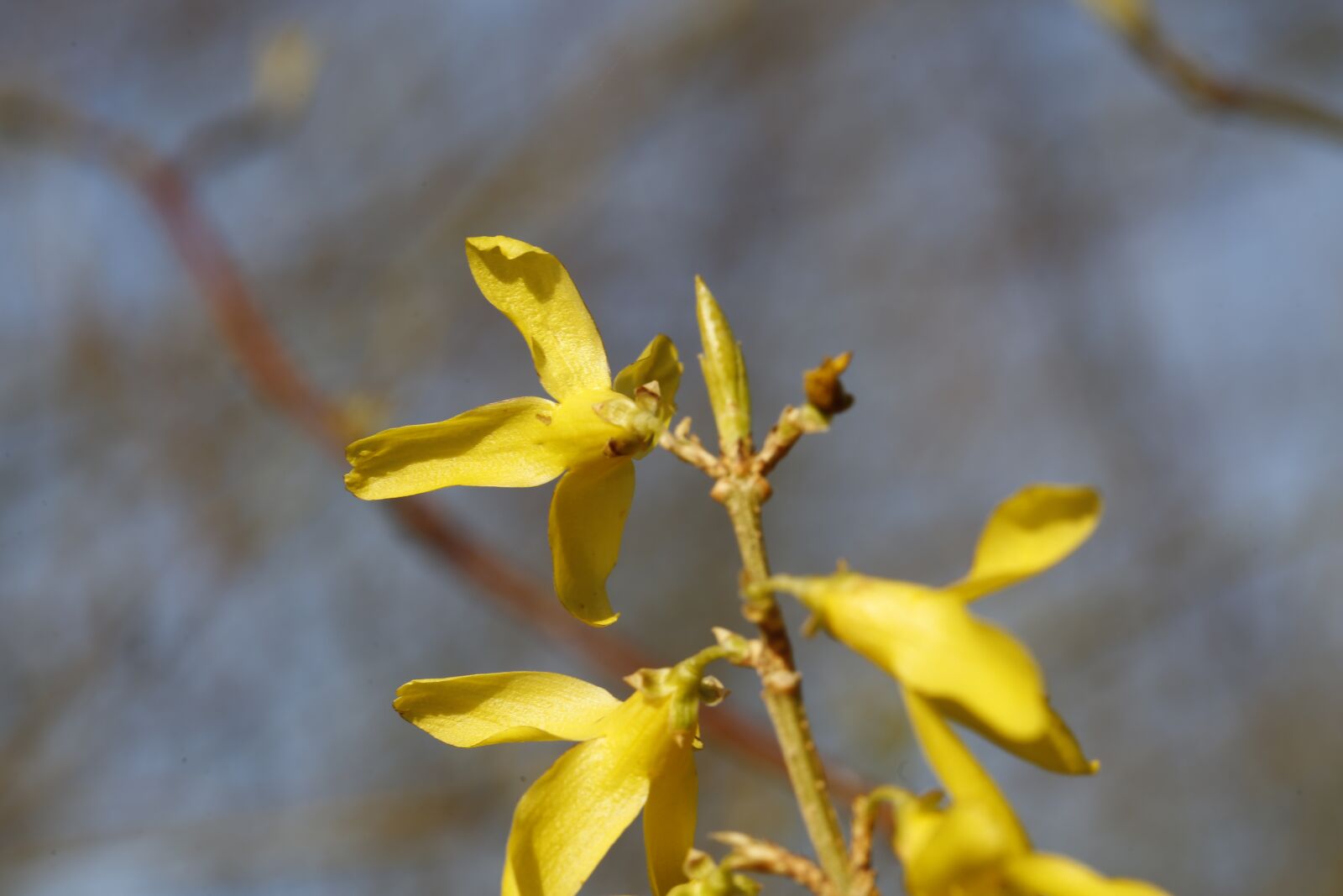 Canon EF 100mm F2.8L Macro IS USM sample photo. Spring, flower, nature photography