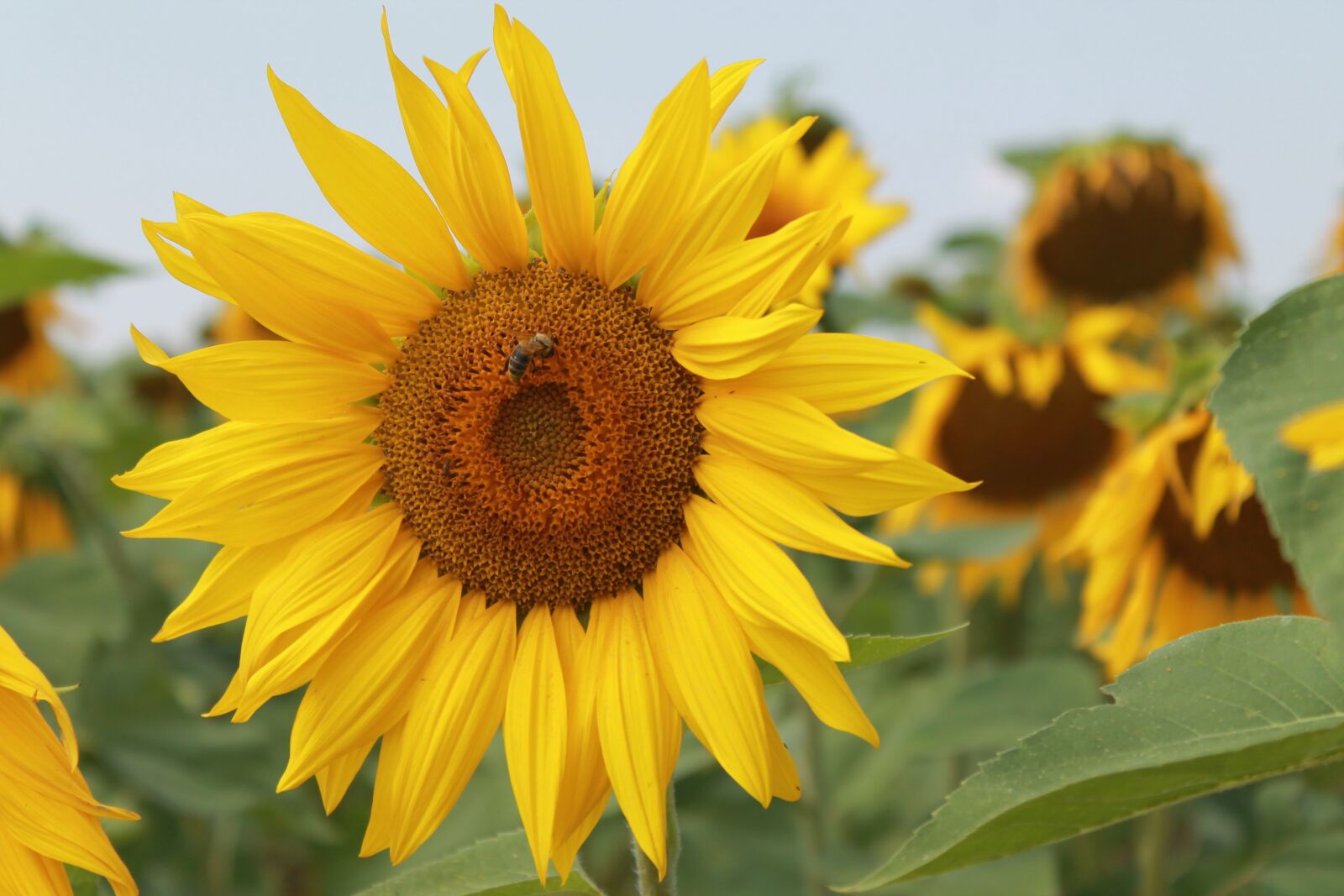 Canon EOS 1100D (EOS Rebel T3 / EOS Kiss X50) sample photo. Sunflower, summer, sunny photography