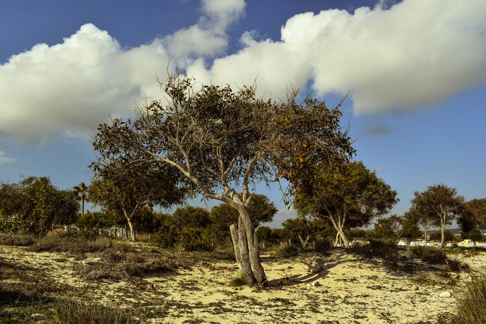 Nikon D3300 sample photo. Tree, coppice, copse photography