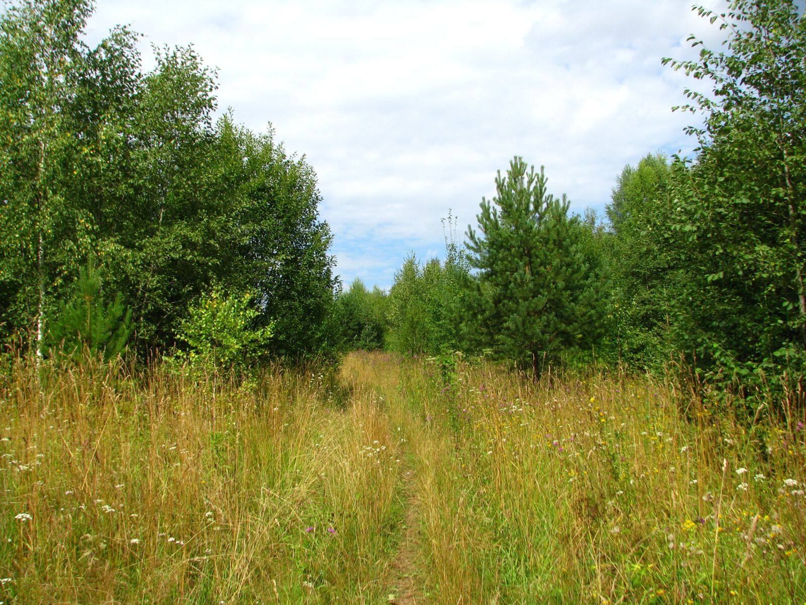 Canon POWERSHOT S5 IS sample photo. Summer, forest, blue sky photography