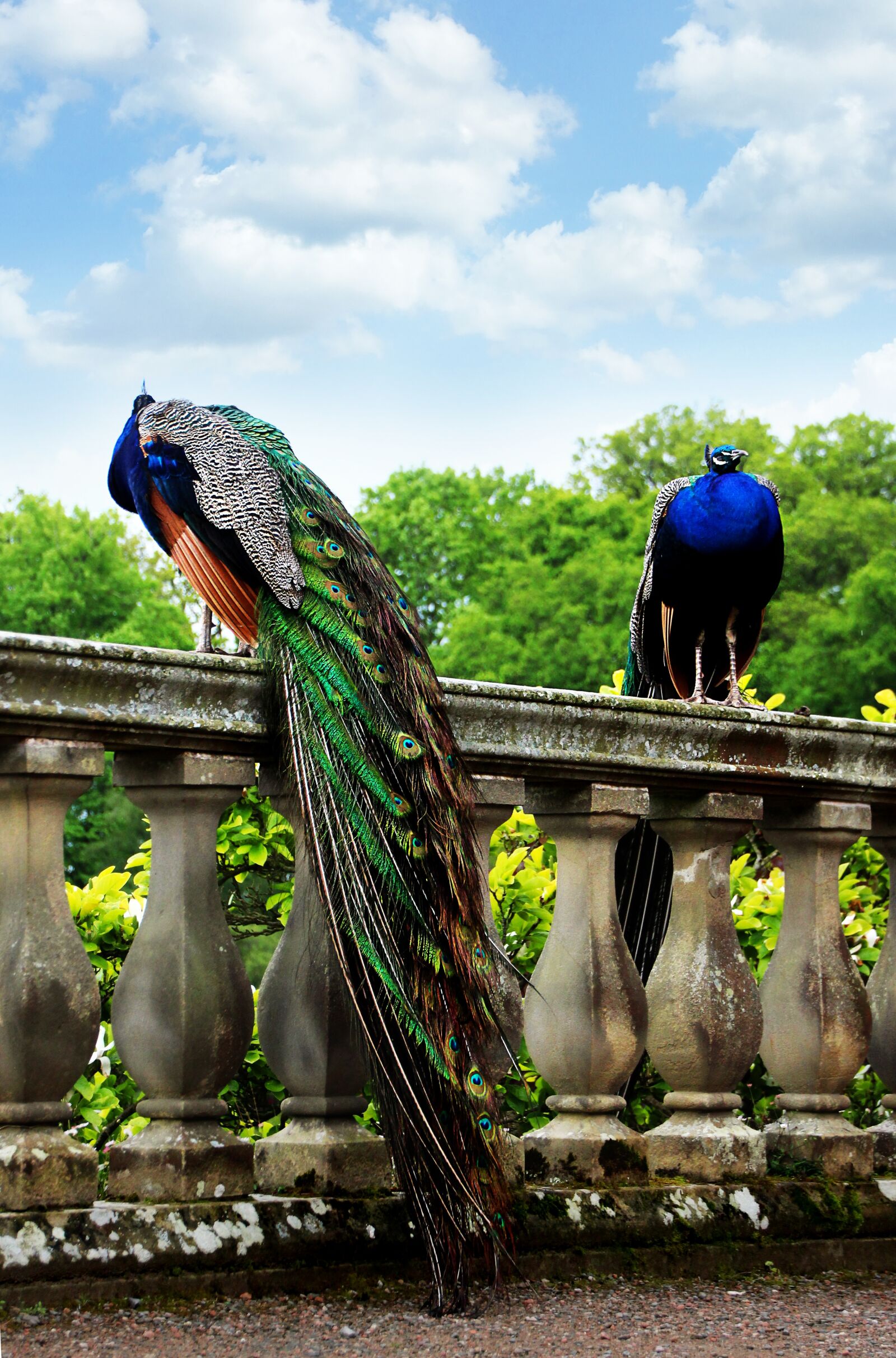 Canon EOS 1300D (EOS Rebel T6 / EOS Kiss X80) sample photo. Peacock, railing, bird photography