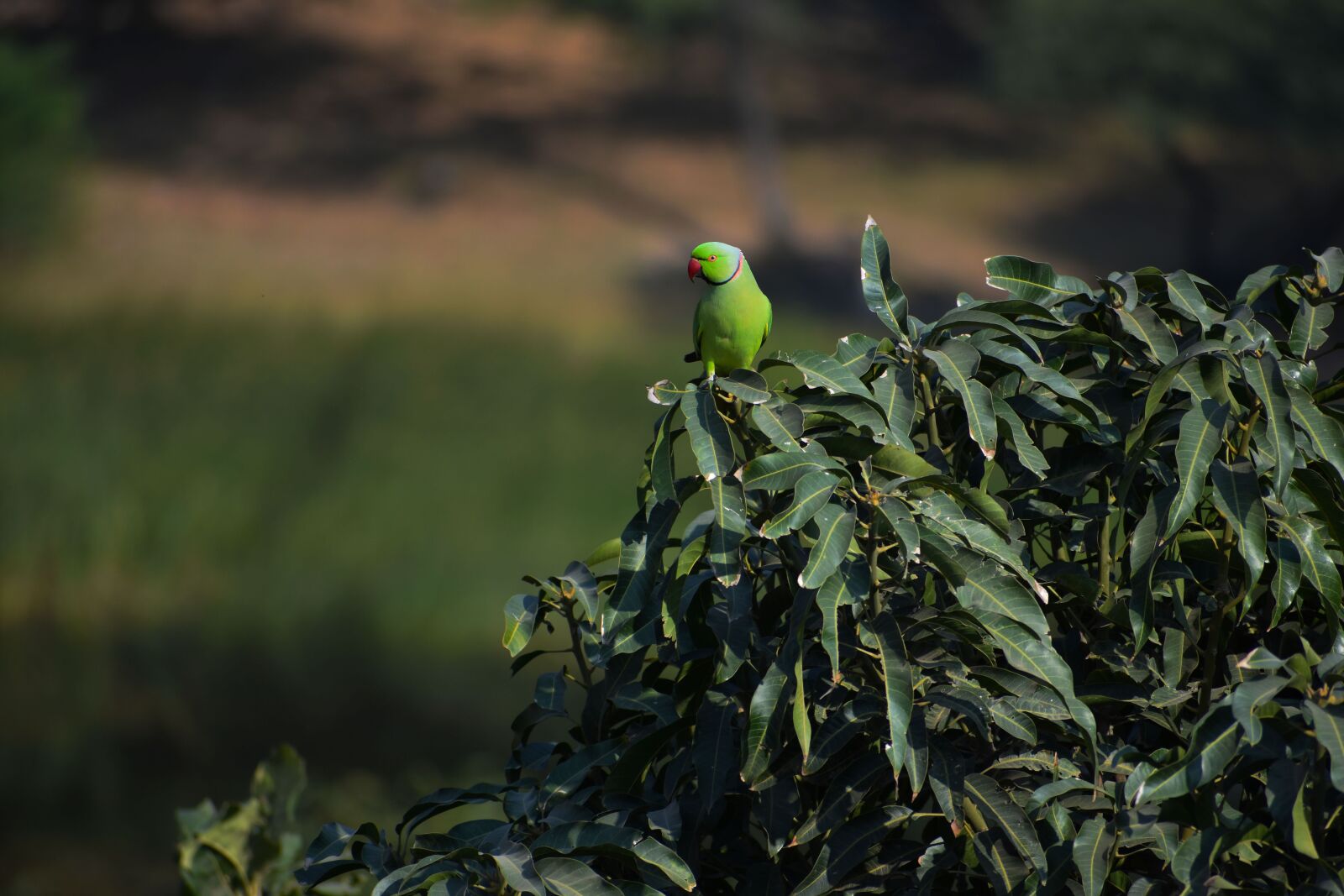 Nikon D3400 sample photo. Parrot, animal, exotic photography