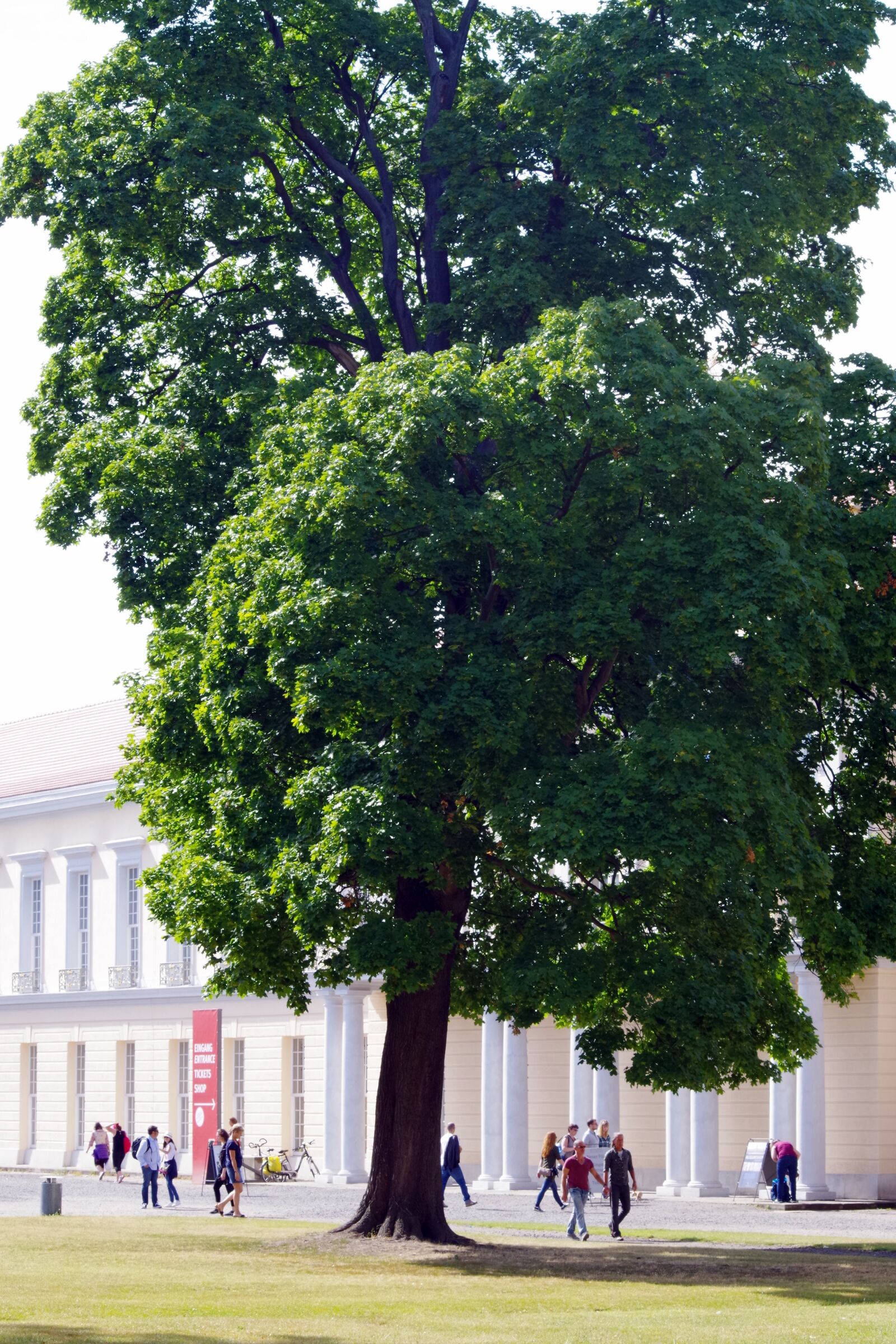 Pentax K-30 sample photo. Tree, human, museum photography