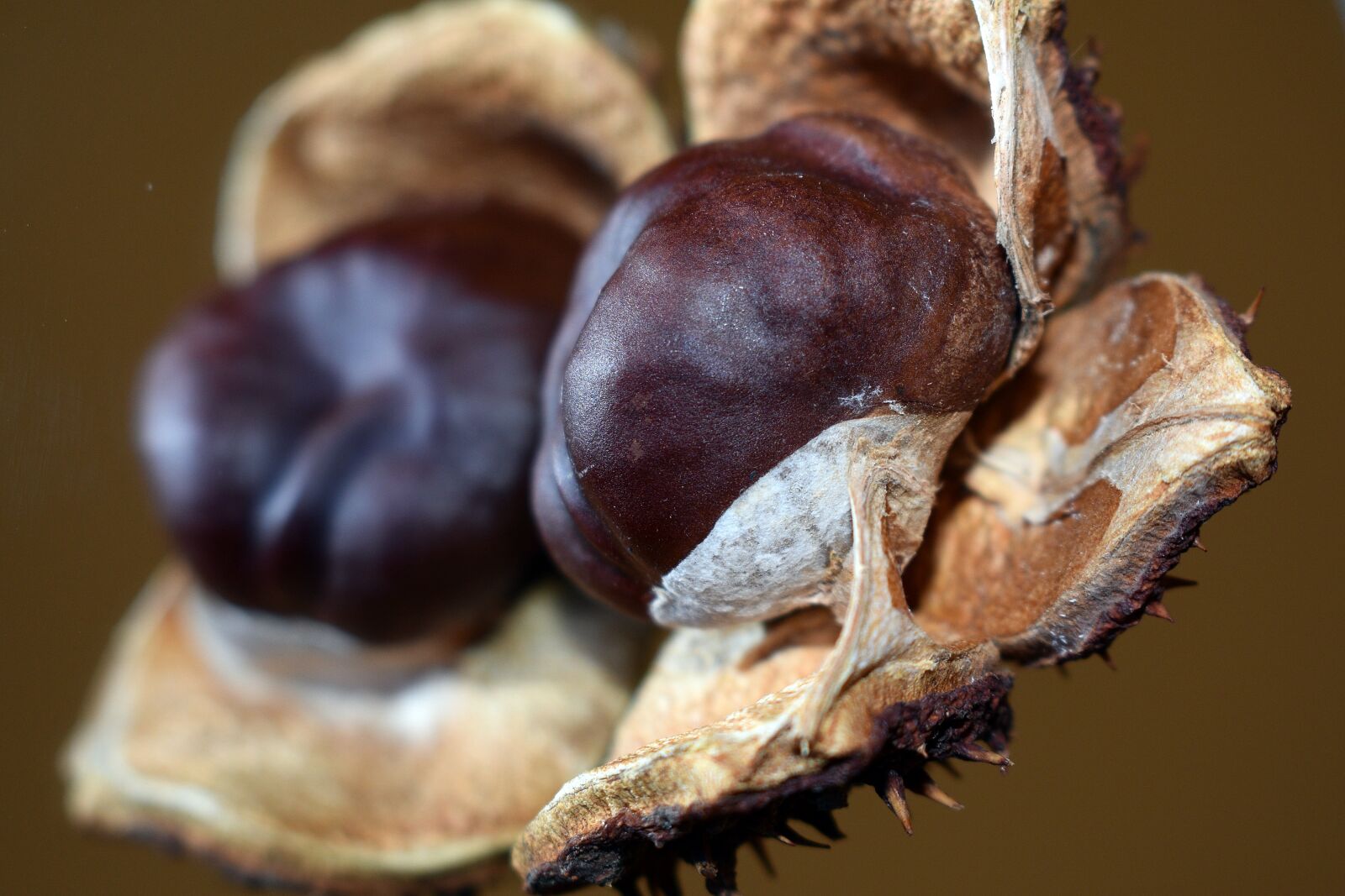 Nikon D3400 sample photo. Chestnut, chestnuts, fruit photography