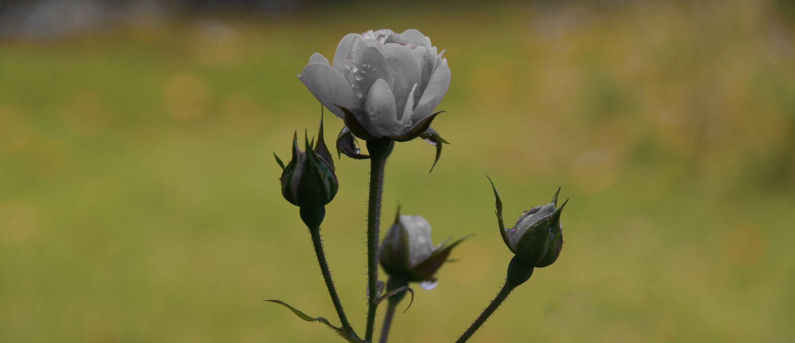 Sony SLT-A57 sample photo. Rose, white, blossom photography