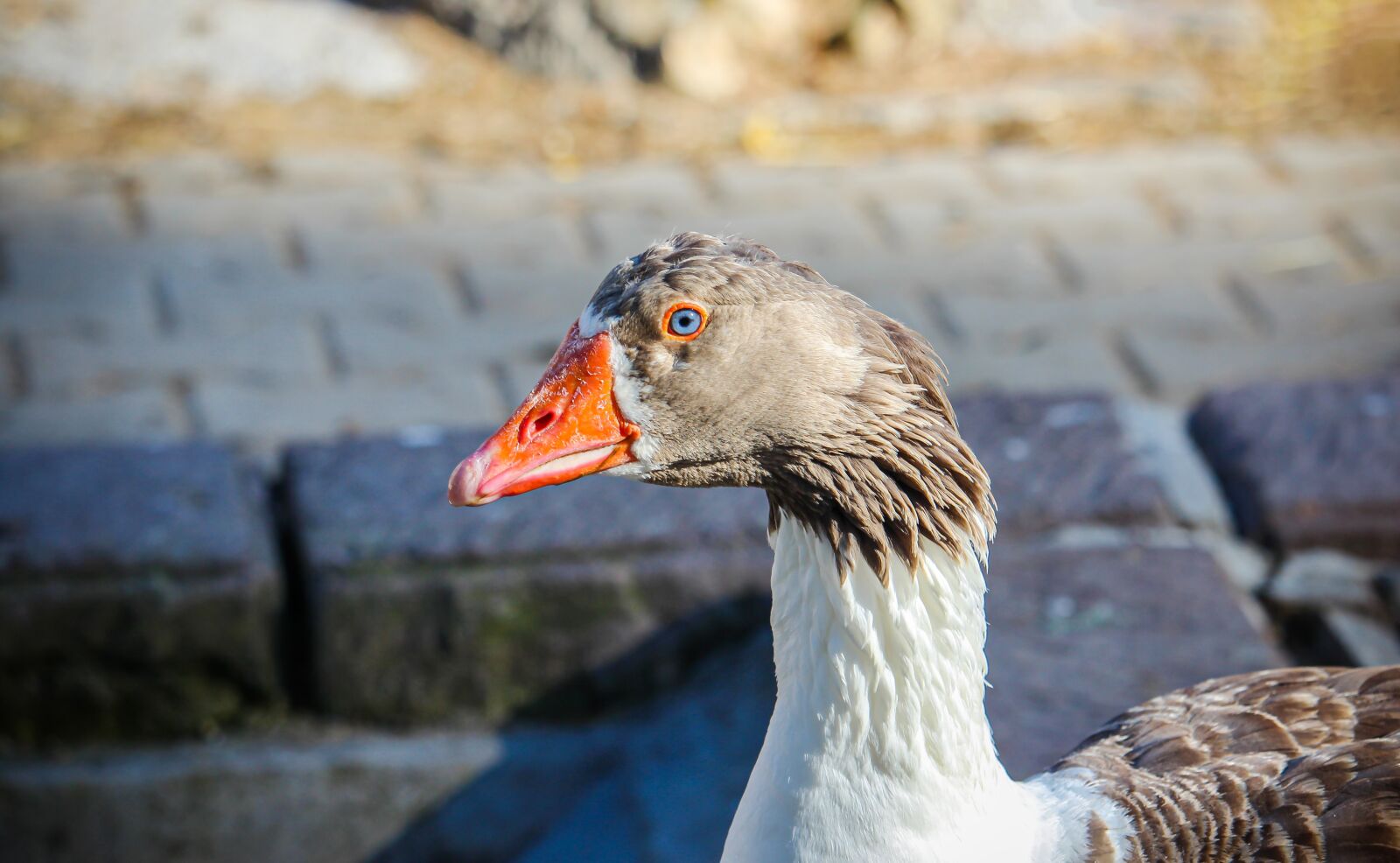 Canon EOS 600D (Rebel EOS T3i / EOS Kiss X5) + Canon EF-S 55-250mm F4-5.6 IS STM sample photo. Goose, animal, poultry photography
