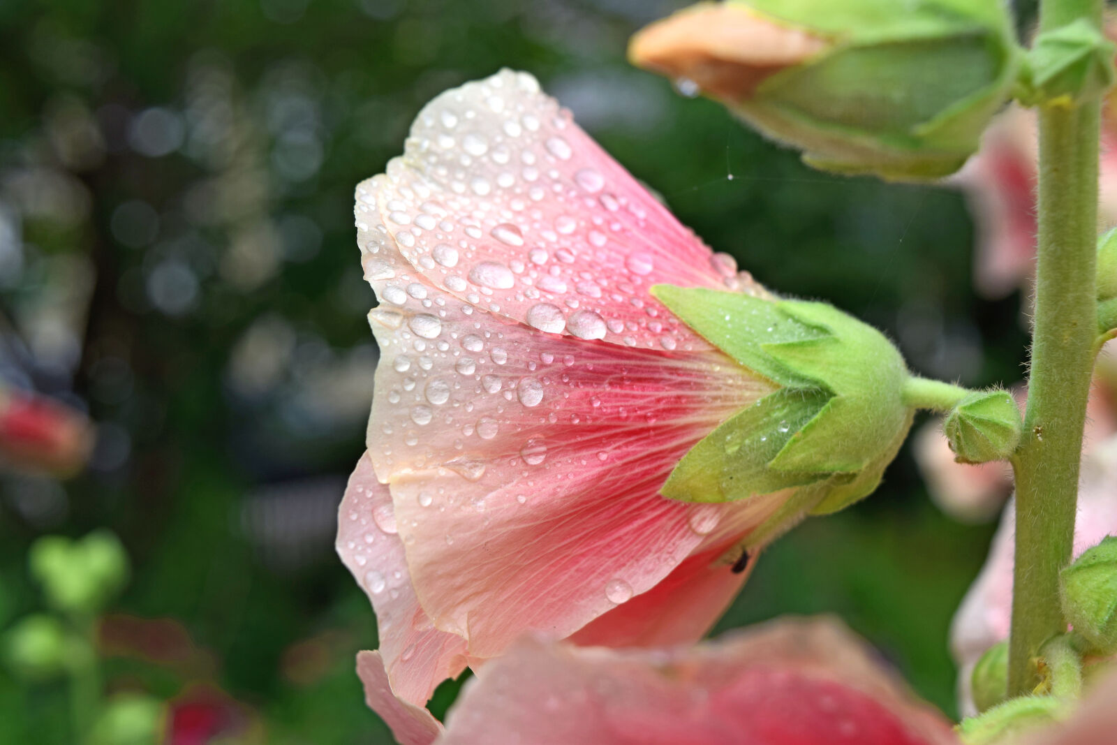 Nikon D3300 sample photo. Alcea, flower, hollyhock, malwa photography