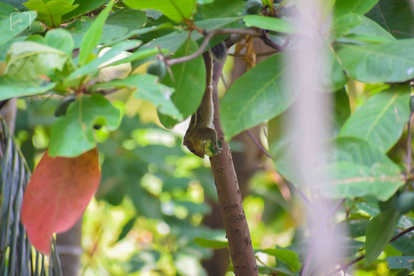 Nikon D3300 sample photo. Squirrel, nature, animal photography