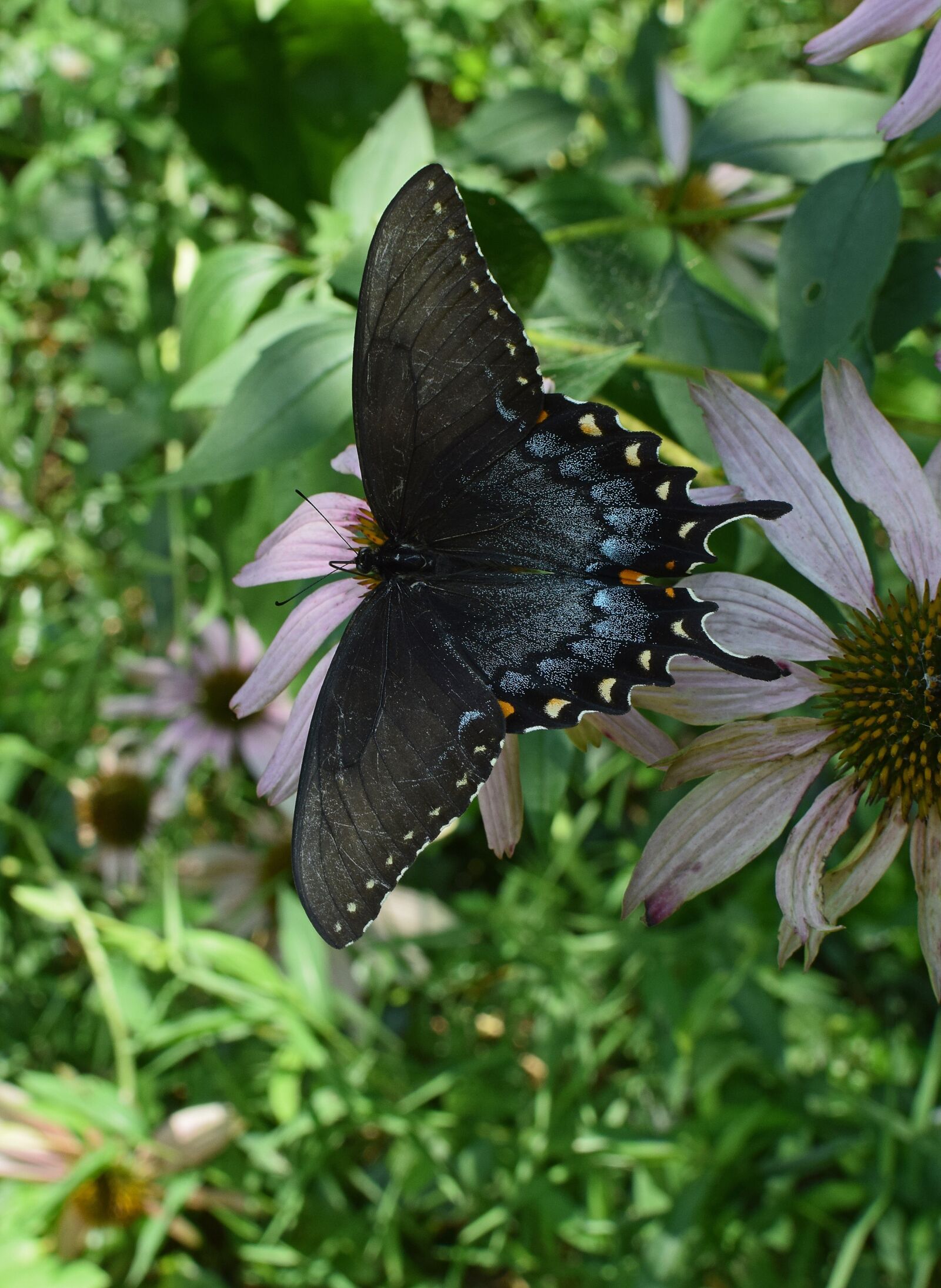 Nikon D3300 sample photo. Hybrid black swallowtail butterfly photography