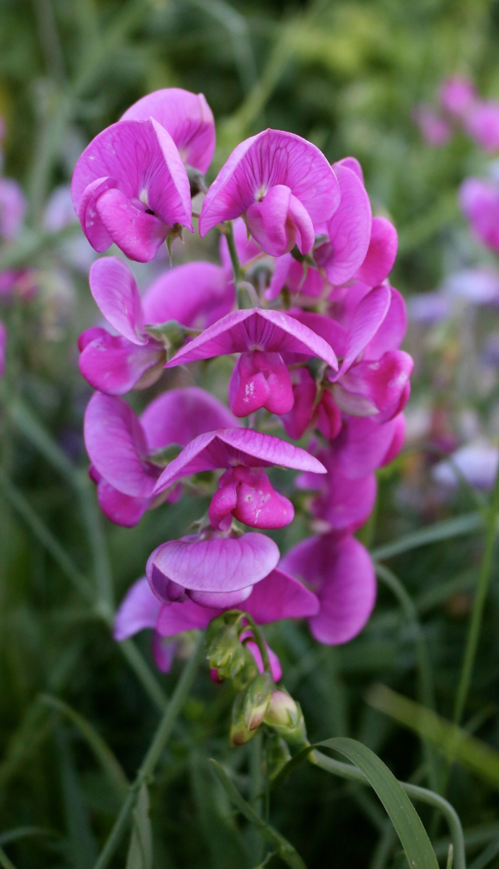 Canon EOS 750D (EOS Rebel T6i / EOS Kiss X8i) sample photo. Sweetpea flower, pink, sweetpea photography
