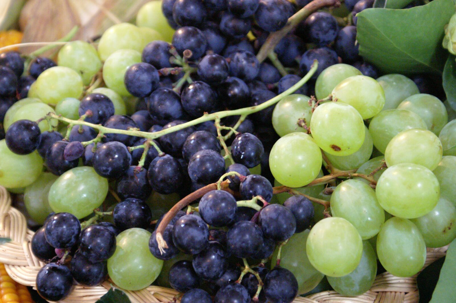 KONICA MINOLTA DYNAX 5D sample photo. Grapes, thanksgiving, winemaker photography
