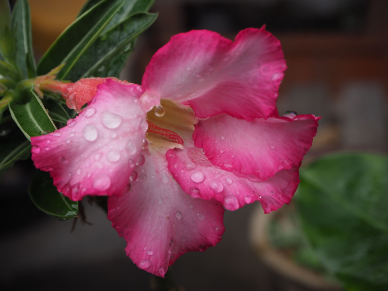 Olympus OM-D E-M10 II sample photo