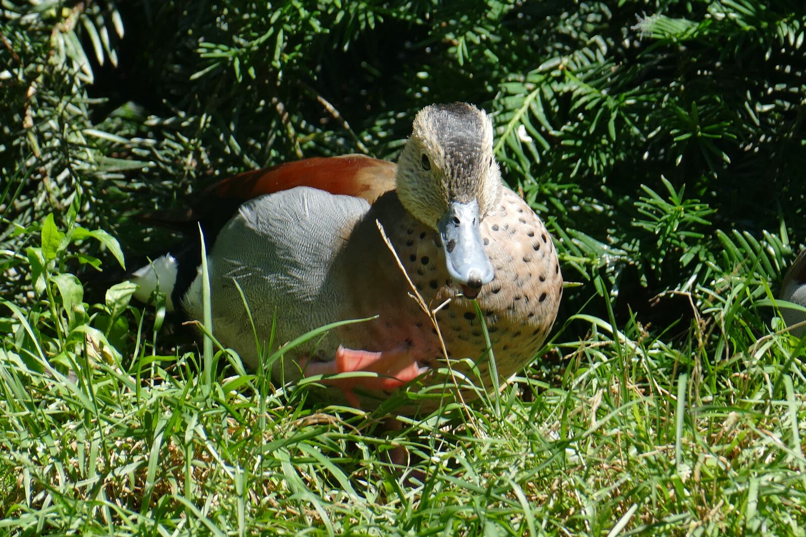 Panasonic Lumix DMC-FZ1000 sample photo. Duck bird, mandarin ducks photography