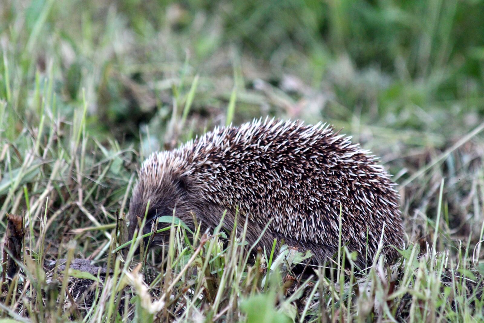 Canon EOS 650D (EOS Rebel T4i / EOS Kiss X6i) sample photo. Hedgehog, erinaceus amurensis, amur photography