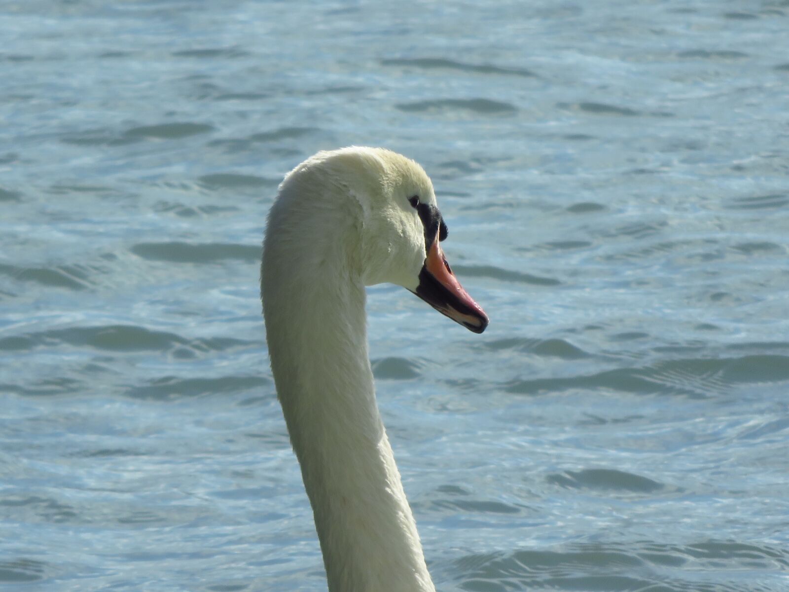 Canon PowerShot SX700 HS sample photo. Swan, lake balaton, water photography