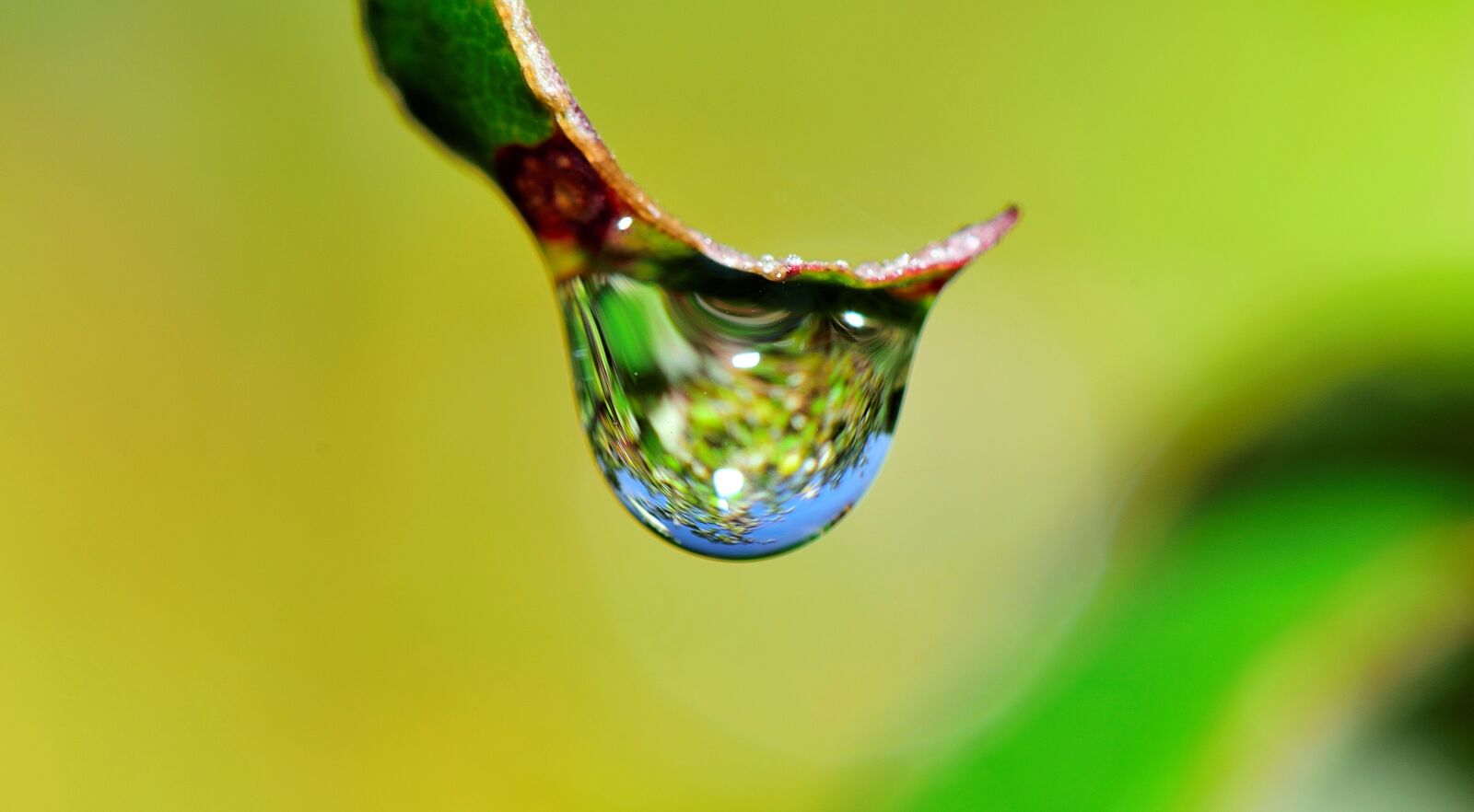 Nikon D5300 sample photo. Drop, water, grass photography