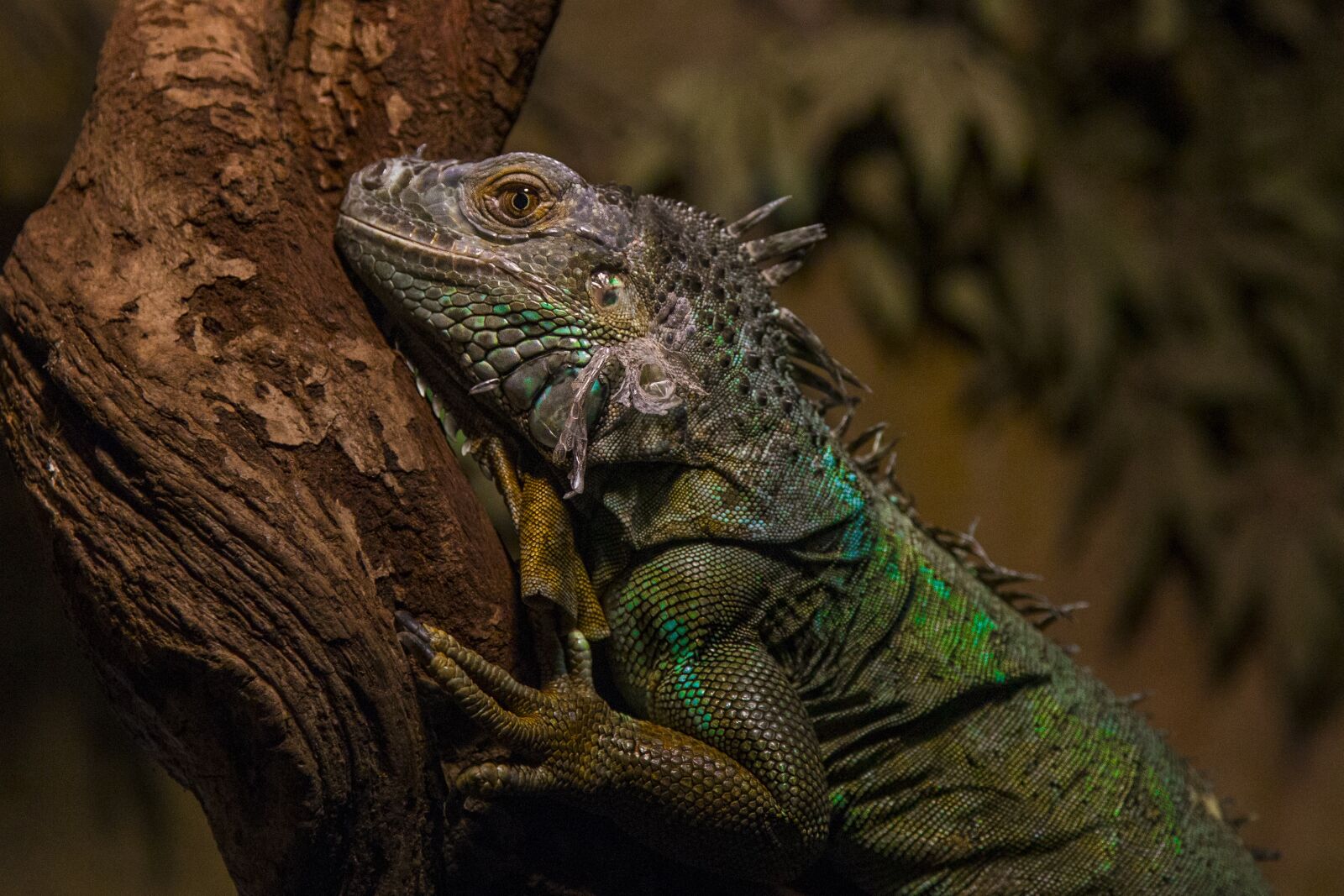 Canon EF 24-105mm F4L IS USM sample photo. Monitor lizard, colors, reptile photography