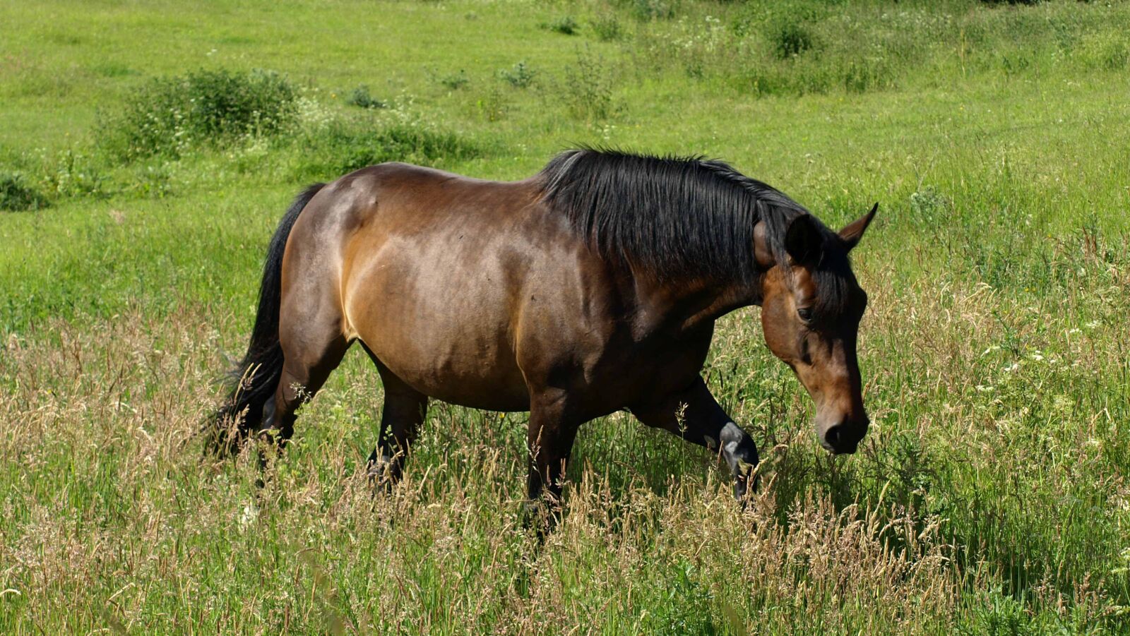 Olympus E-510 (EVOLT E-510) sample photo. Horse, animal, nature photography