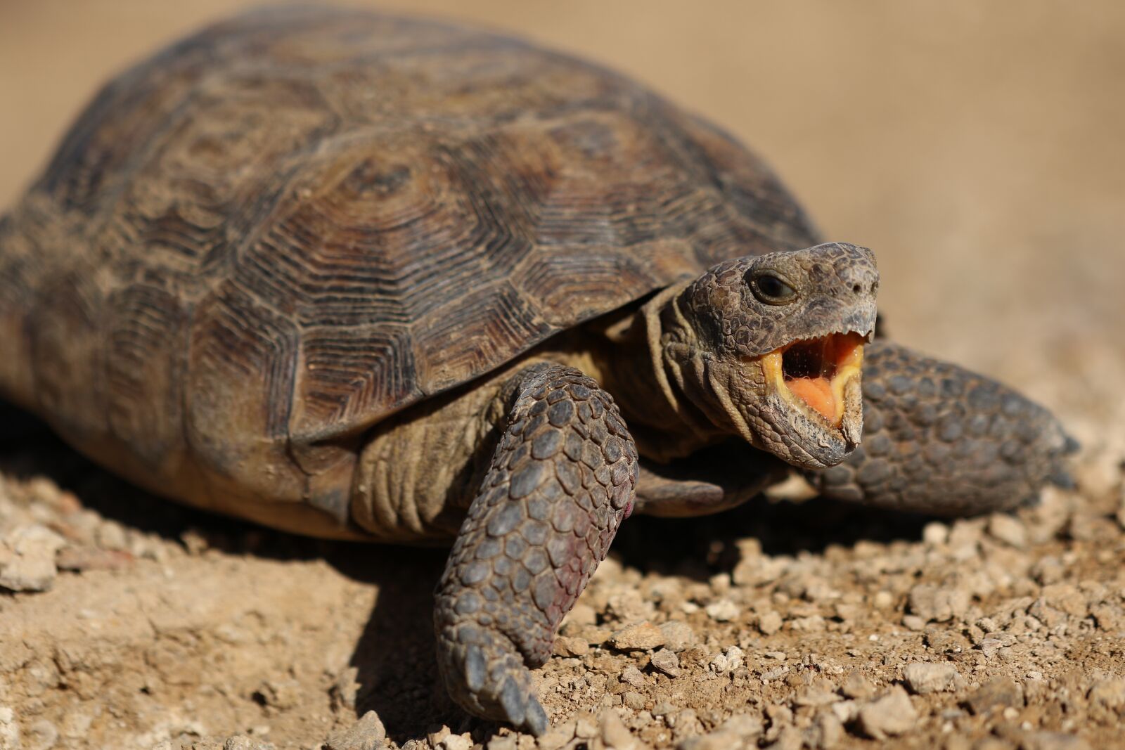 Canon EOS 7D Mark II + Canon EF 100mm F2.8L Macro IS USM sample photo. Desert turtle, snapping turtle photography
