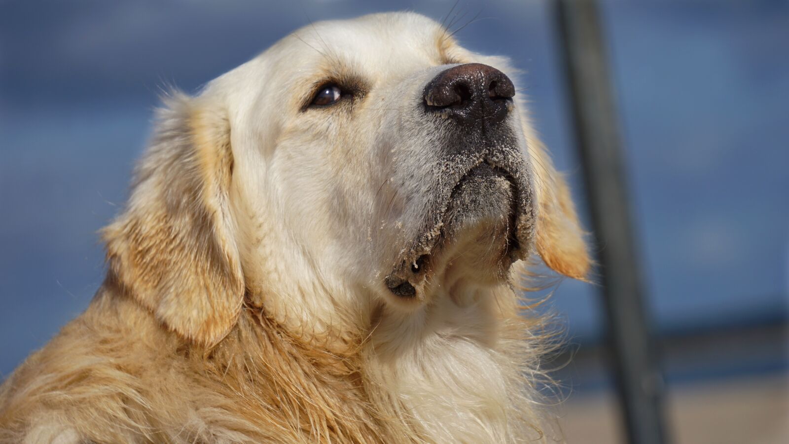 Sony a6000 sample photo. Golden retriever, dog, animal photography