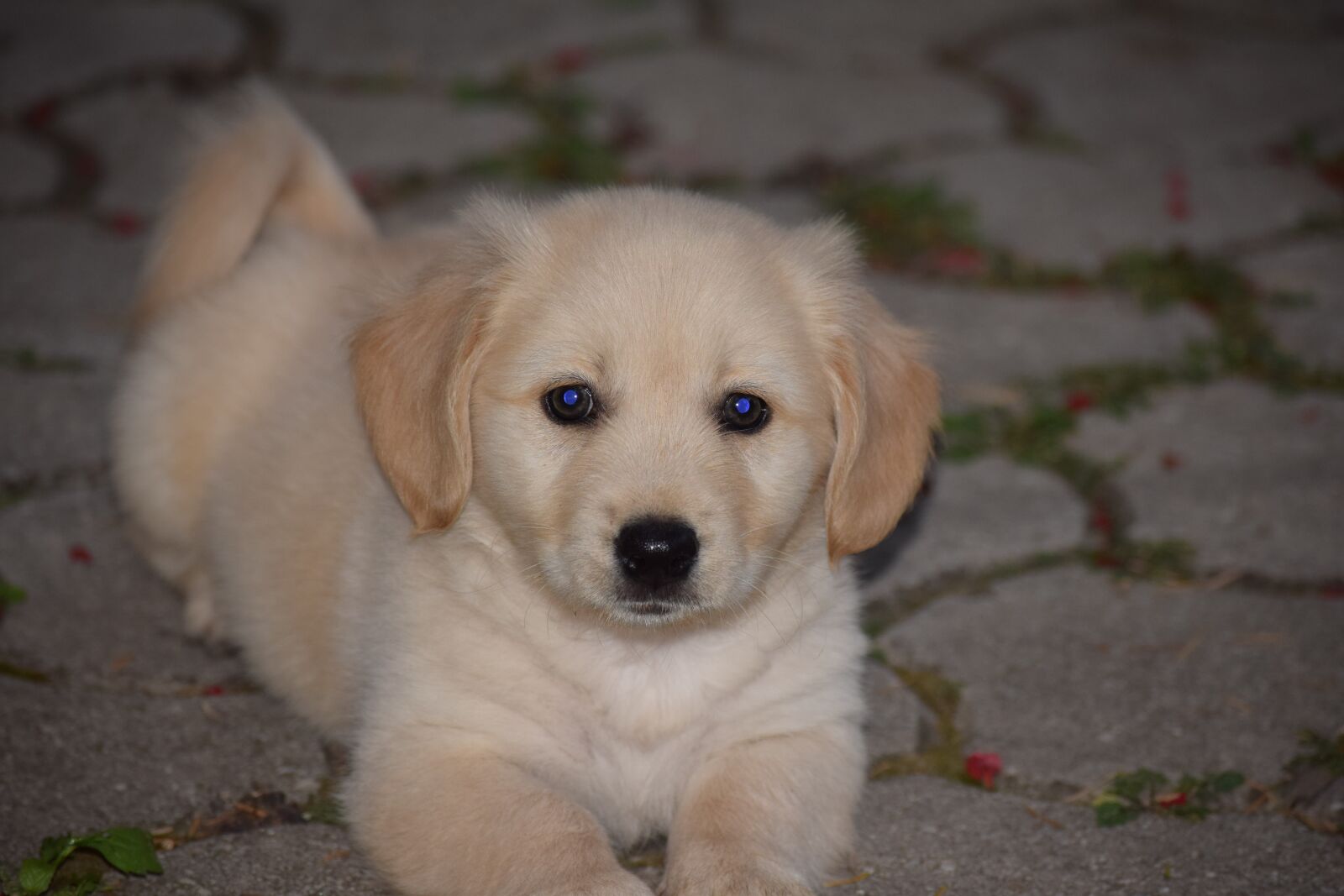 Nikon D3300 sample photo. Dog, puppy, animal photography