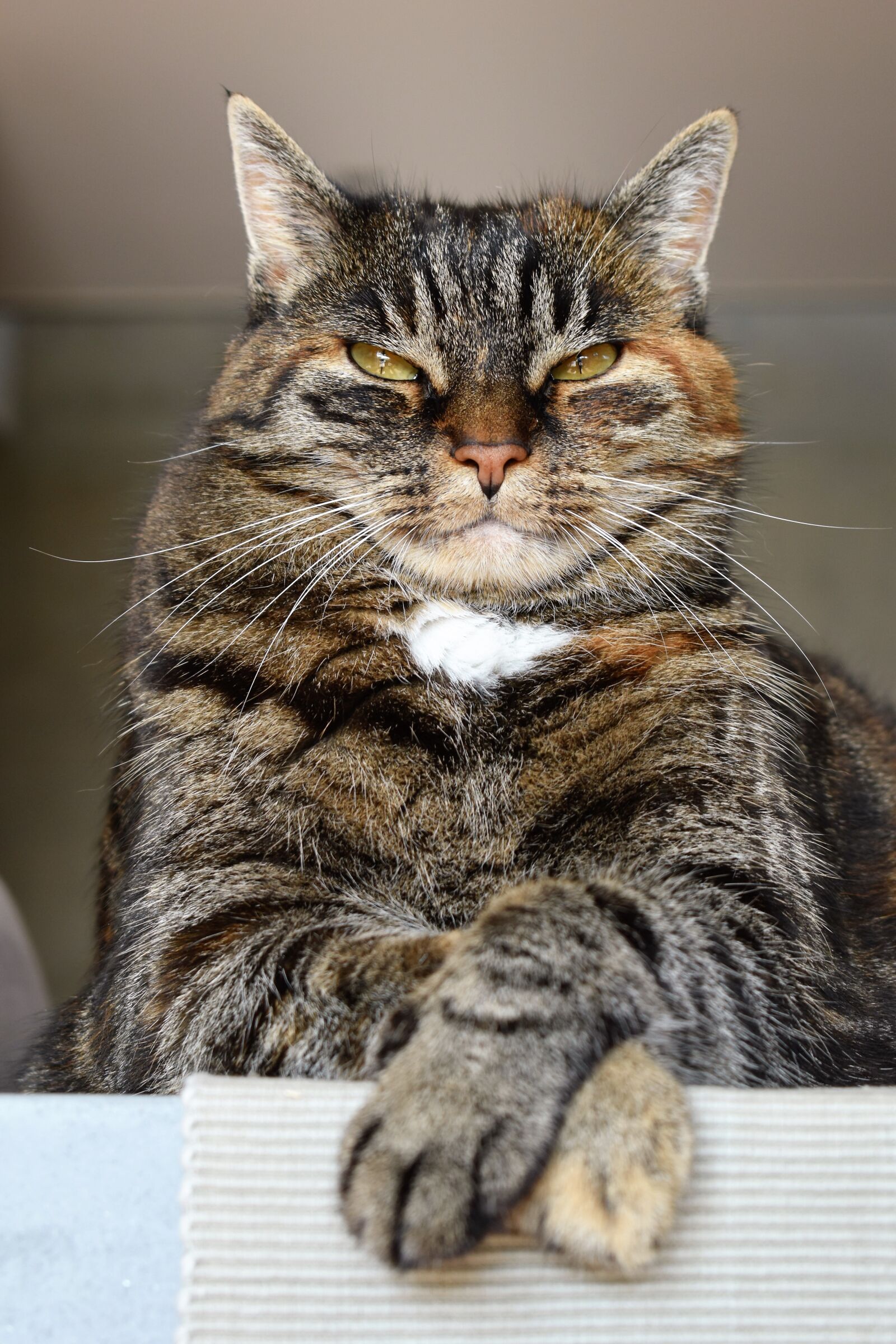 Nikon D5500 sample photo. Cat, mackerel, rest photography