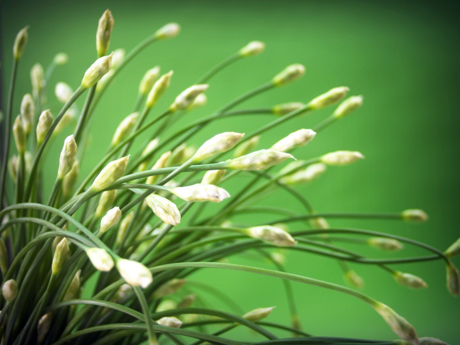 Olympus E-300 (EVOLT E-300) sample photo. Flower, onion, green photography