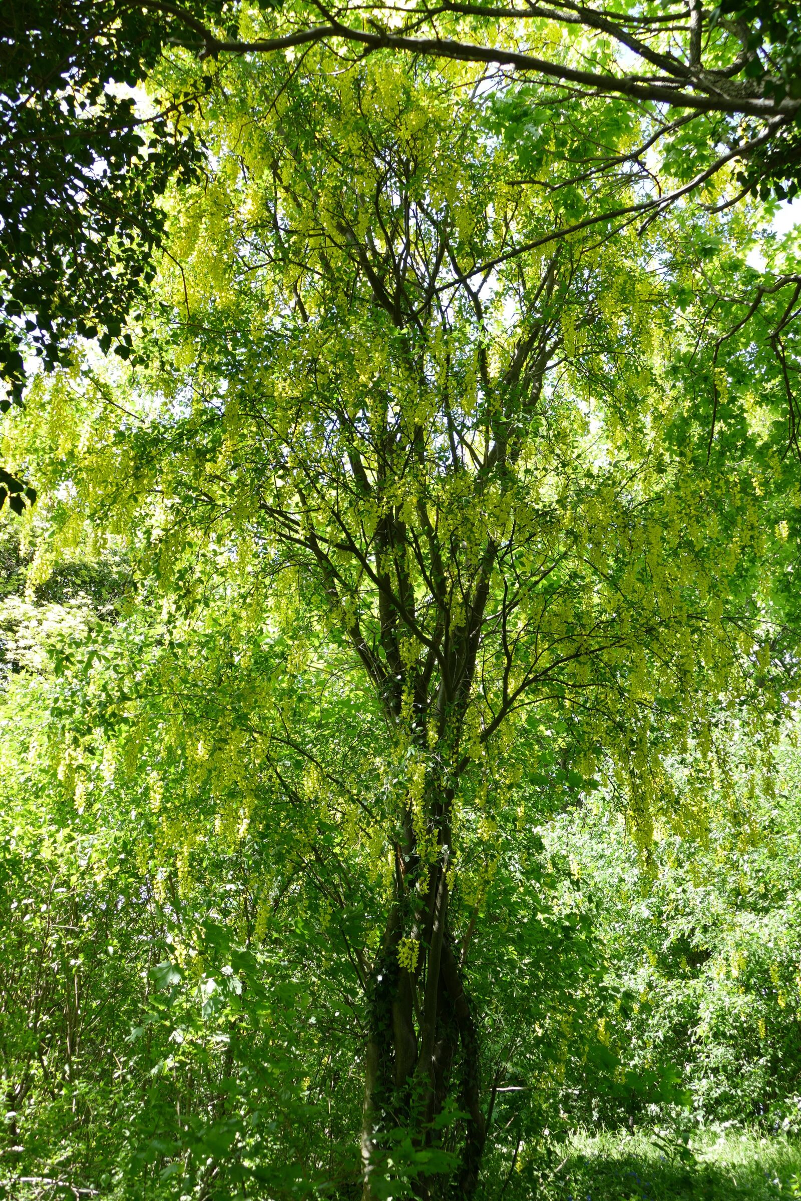 Panasonic Lumix DMC-FZ1000 sample photo. Tree, laburnum, nature photography