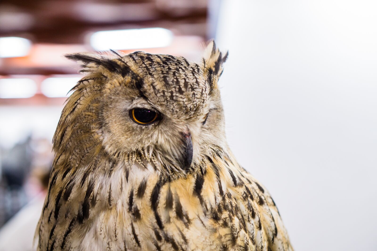 Sony a5100 sample photo. Owl, big, eye photography