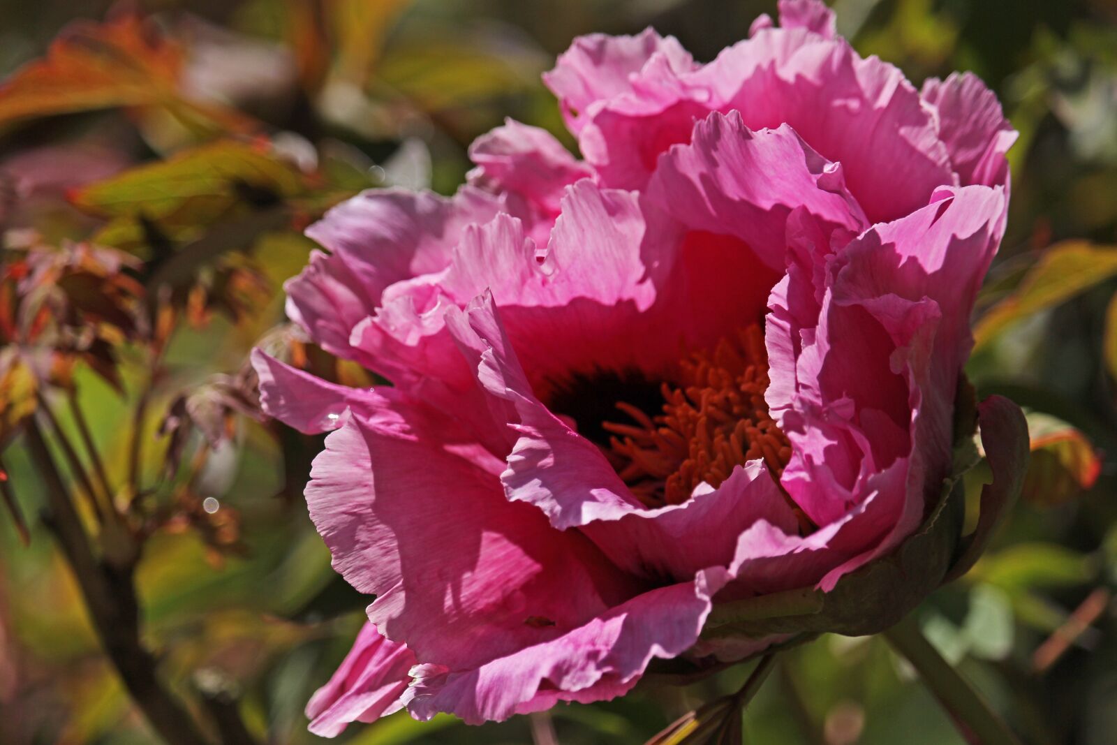 Canon EF-S 55-250mm F4-5.6 IS STM sample photo. Arboretum, peony, shrubby peony photography