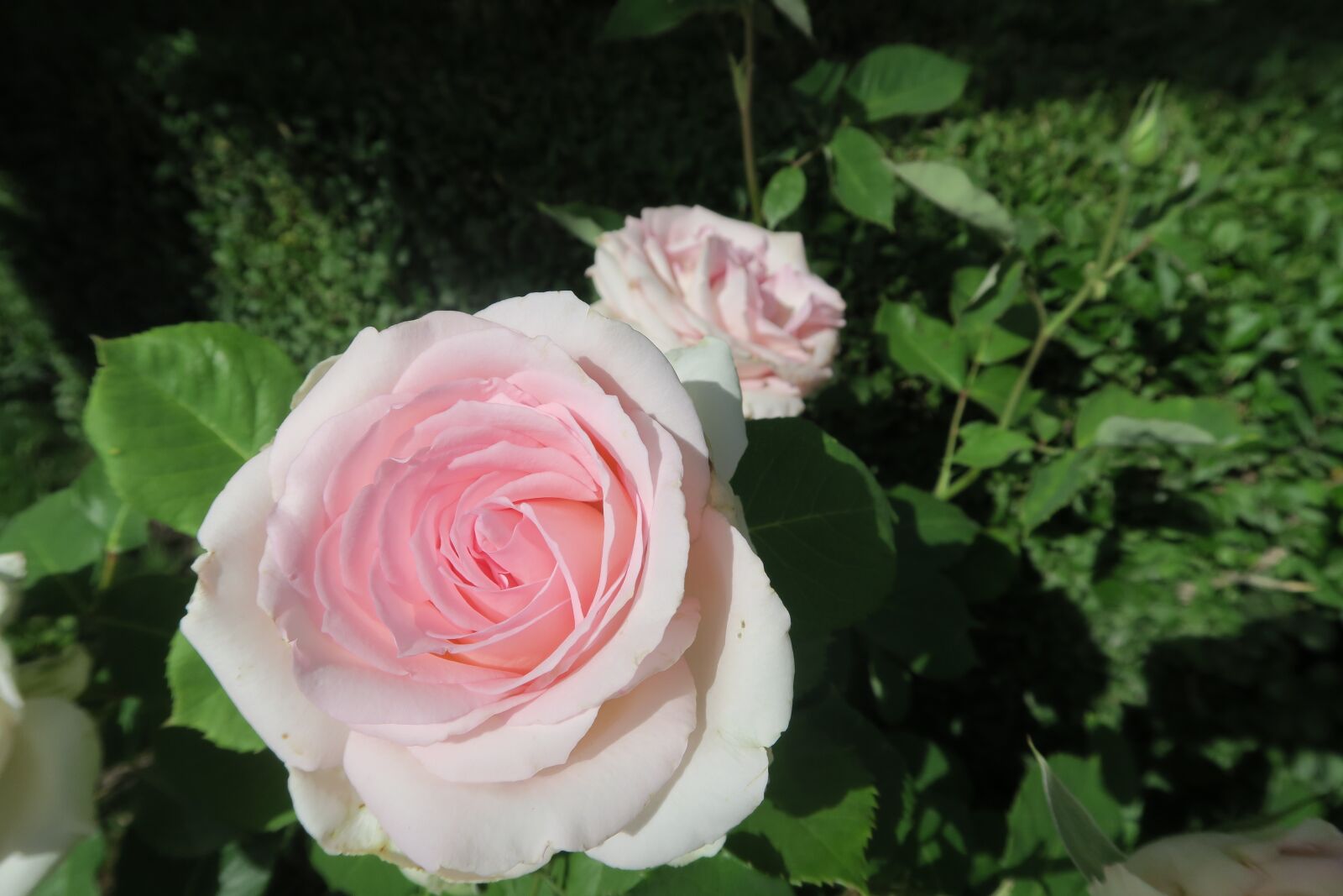 Canon PowerShot G7 X sample photo. Rose, gulcicek, flower photography