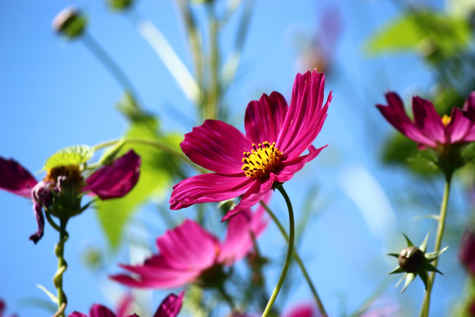 Canon EF-S 55-250mm F4-5.6 IS II sample photo. Flower, spring, cosmea photography
