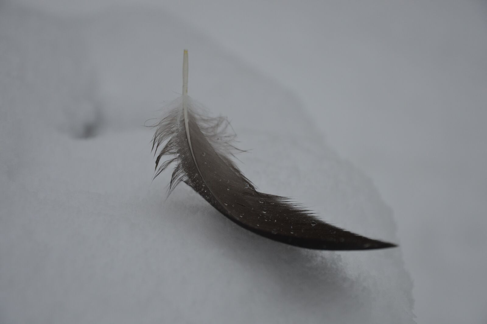 Nikon D3200 sample photo. Pen, snow, cold photography