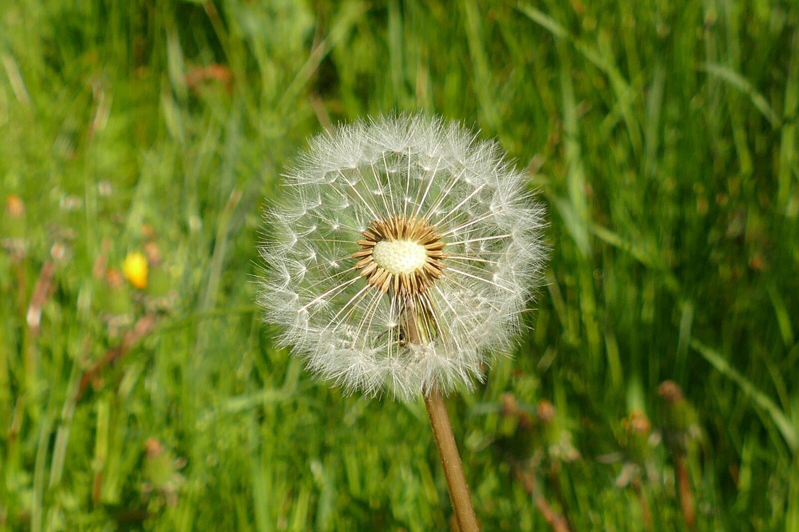 Panasonic Lumix DMC-FZ1000 sample photo. Dandelion, flora, lint photography