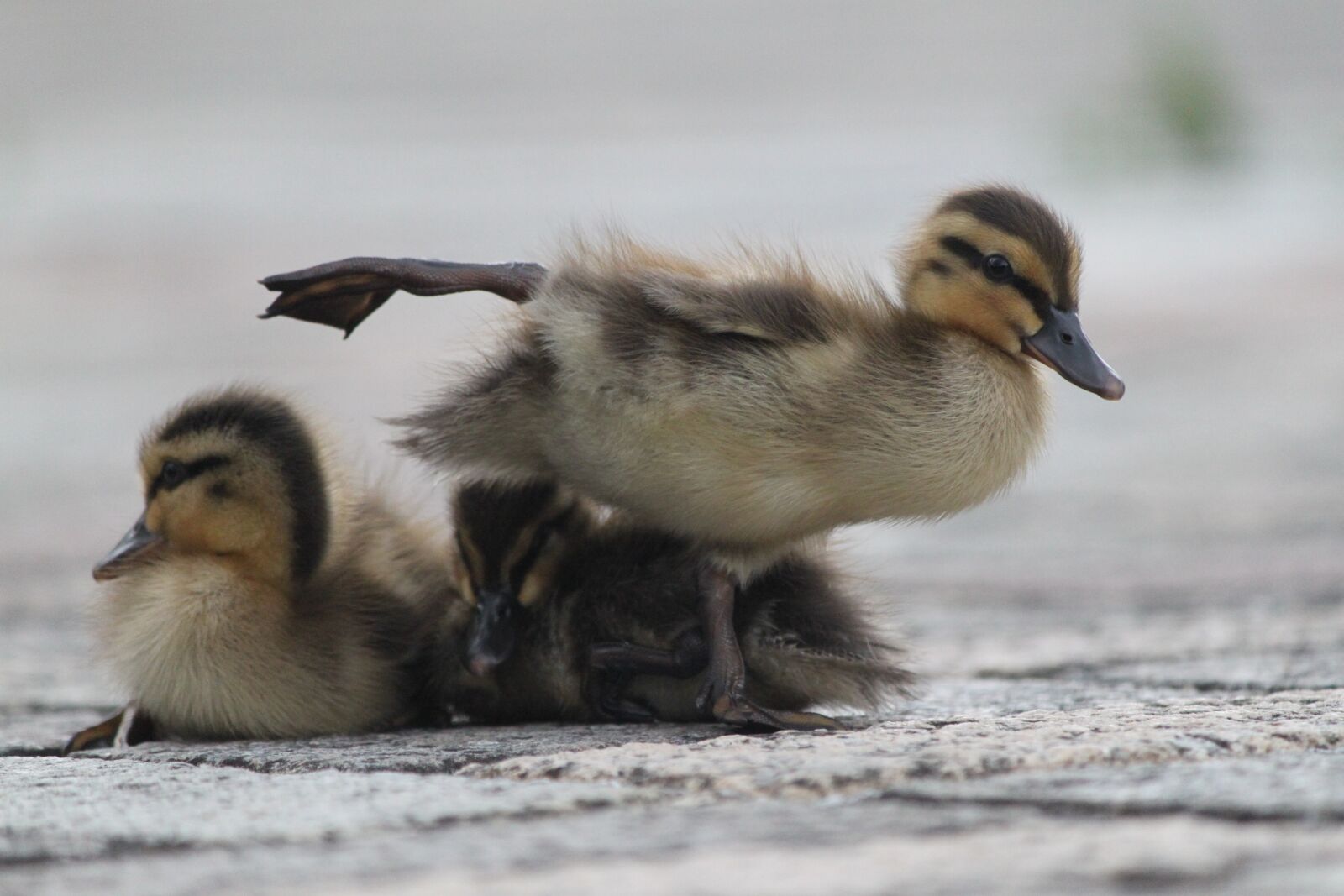 Canon EOS 500D (EOS Rebel T1i / EOS Kiss X3) sample photo. Bird, duck, waterfowl photography