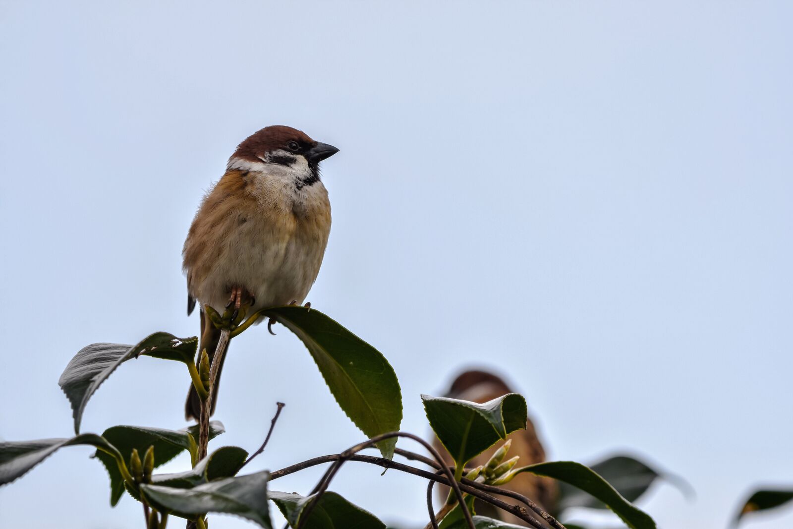Nikon D7200 sample photo. Animal, plant, wood photography