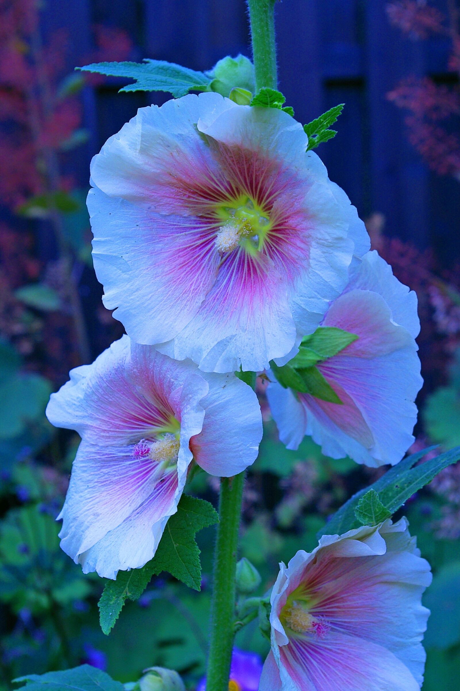 Pentax *ist DL2 sample photo. Stock rose, cottage garden photography