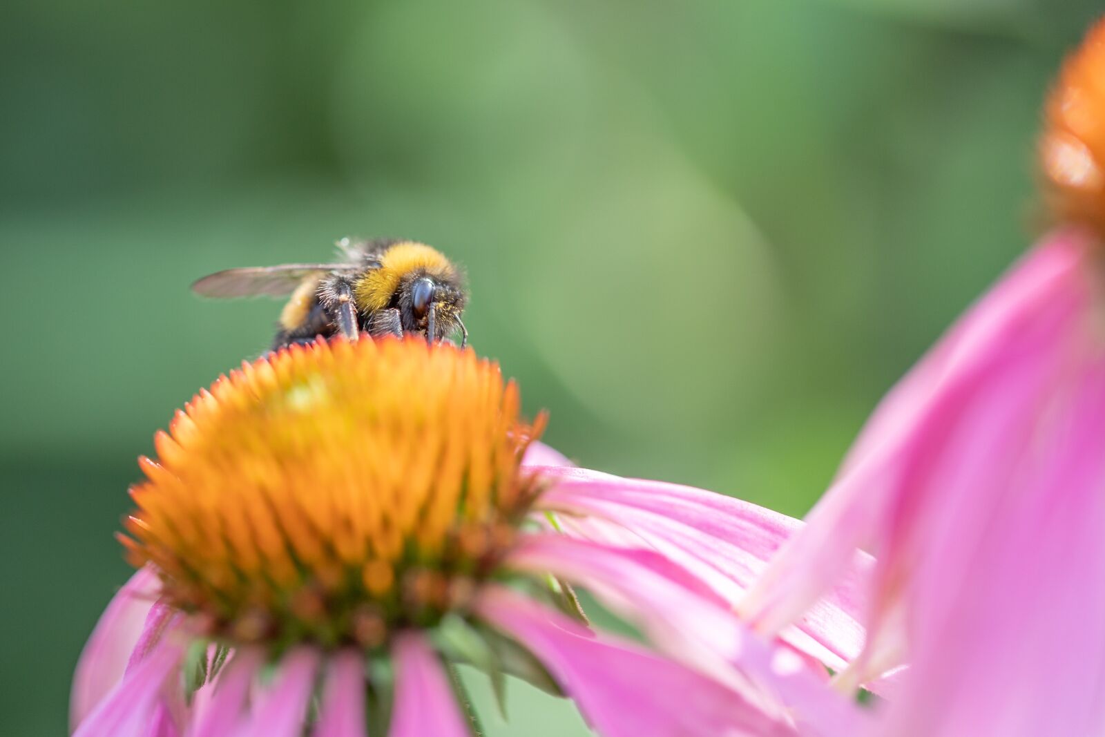 Canon EOS 5D Mark IV sample photo. Bumblebee, garden, flower photography