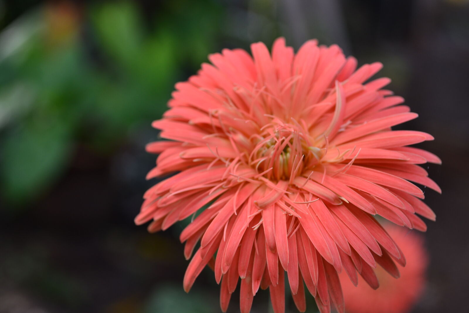 Nikon D3100 sample photo