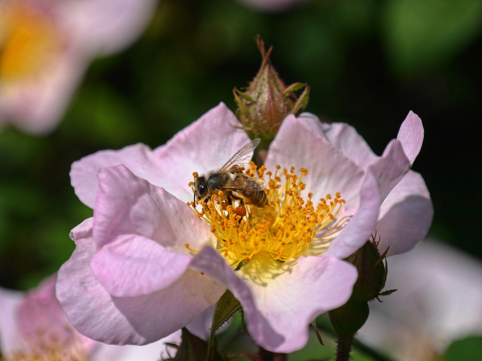 Panasonic Lumix DMC-G6 sample photo. Wild rose, wasp, bee photography