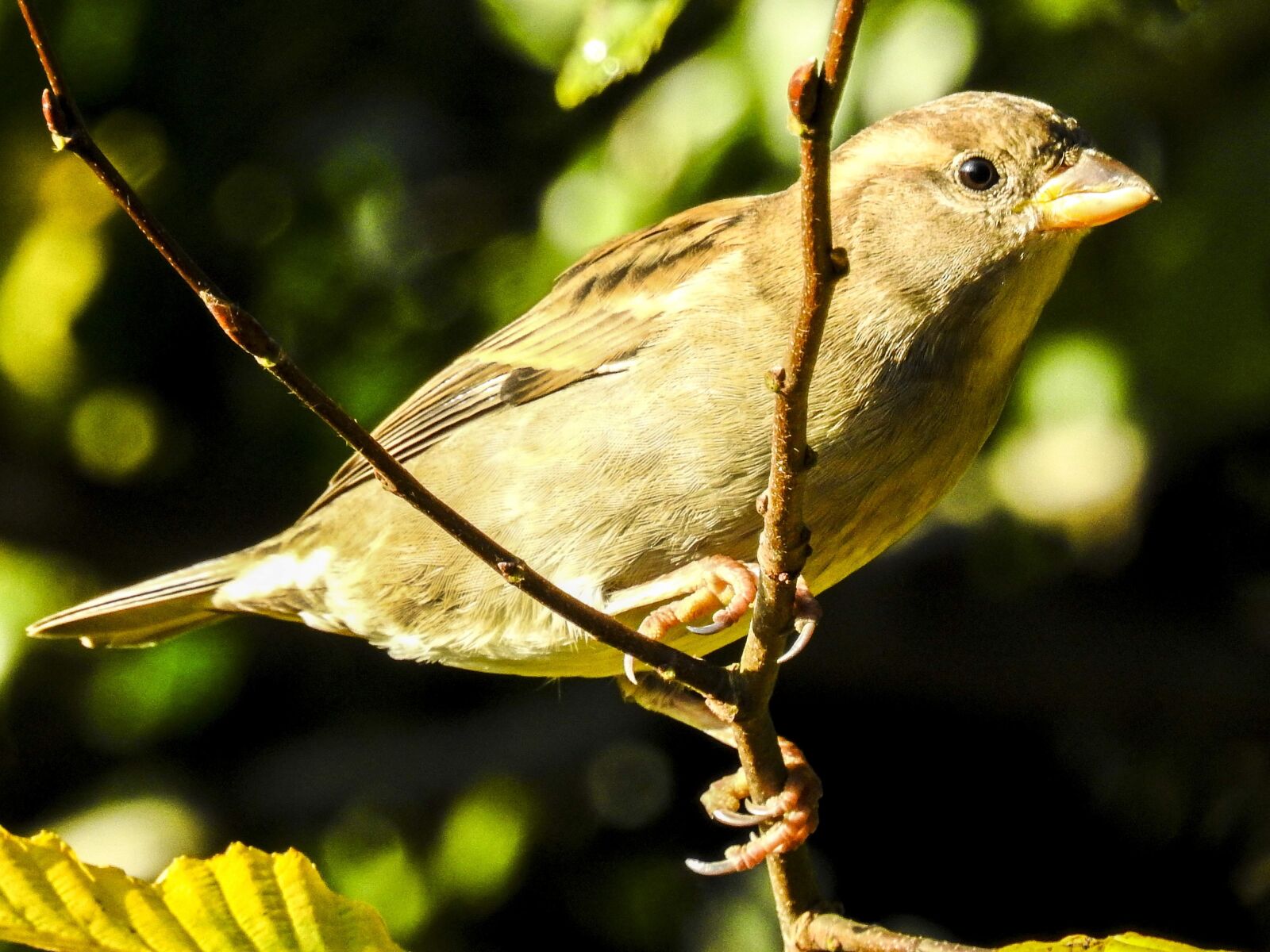 Nikon Coolpix P900 sample photo. House sparrow, sperling, bird photography