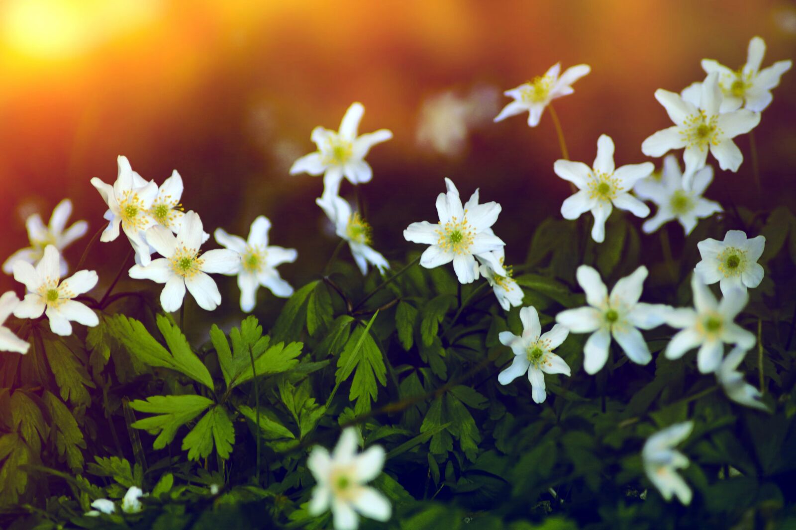 Canon EOS 2000D (EOS Rebel T7 / EOS Kiss X90 / EOS 1500D) sample photo. Wood anemone, forest, forest photography