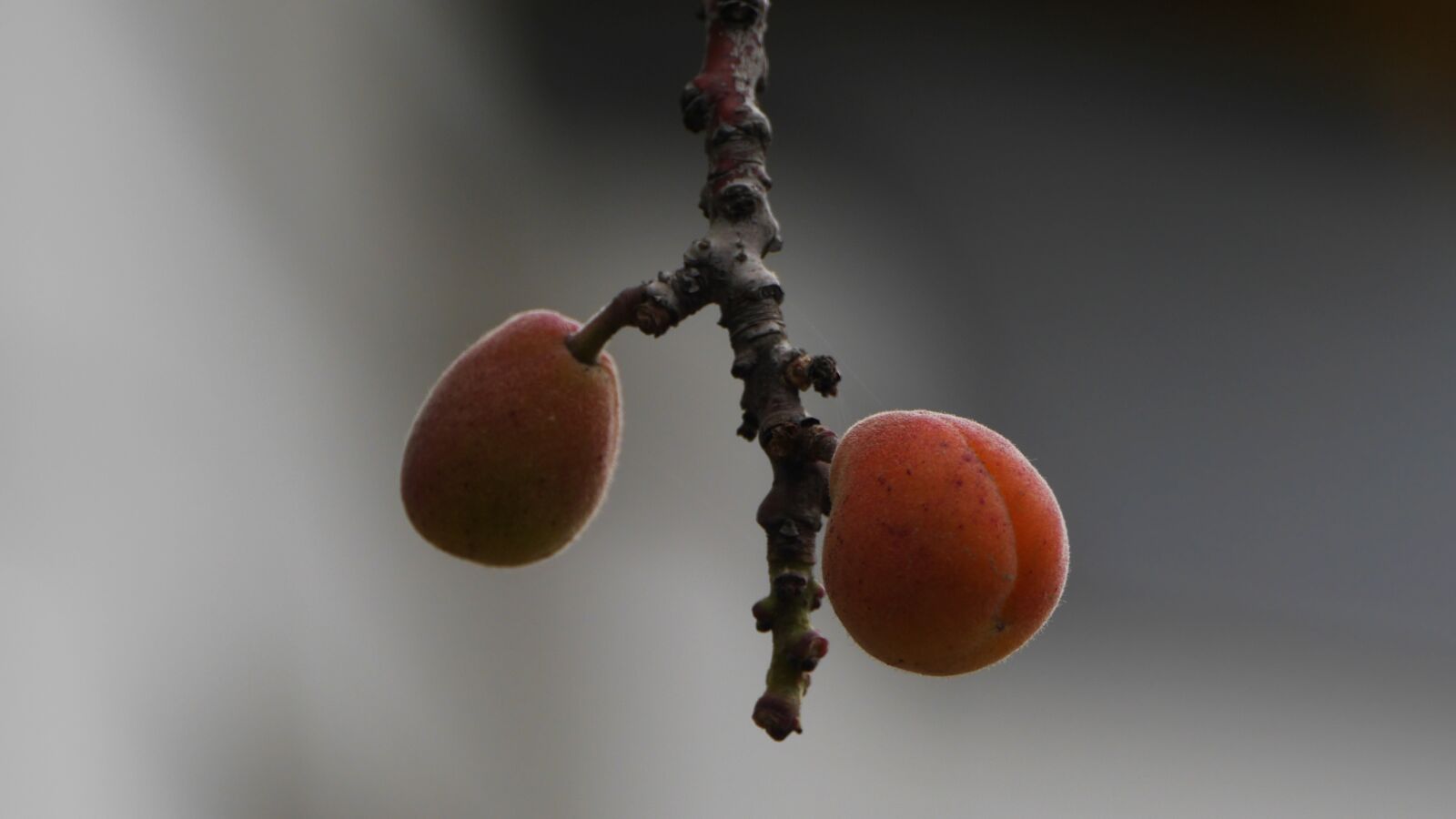 Panasonic Lumix DMC-GH3 sample photo. Apricot, this type, abstract photography