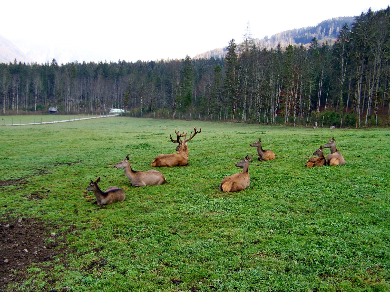 Kodak EASYSHARE ZD710 ZOOM DIGITAL CAMERA sample photo. Deer herd, rest, rumination photography