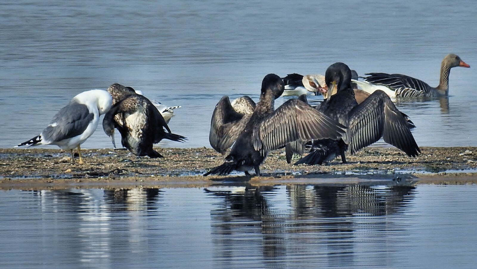Nikon Coolpix P900 sample photo. Waterfowl, cormorants, gulls photography
